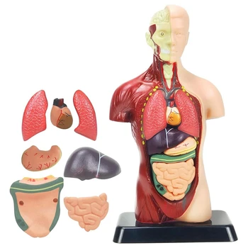 Модел на човешкото тяло, за деца от разноцветного пластмаса, 8 бр, подвижен анатомическая кукла със сърце и органи
